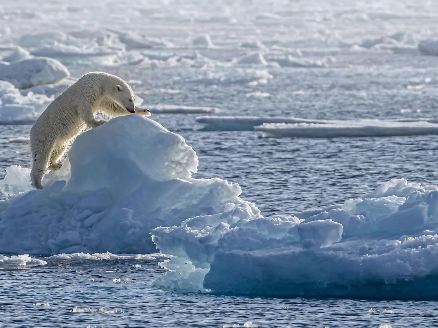 A polar bear stands on a small iceberg