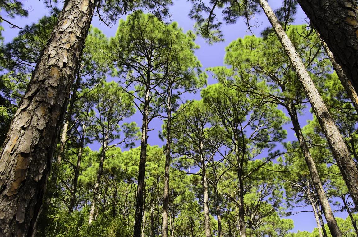 A view gazing up at a forest of tall pine trees