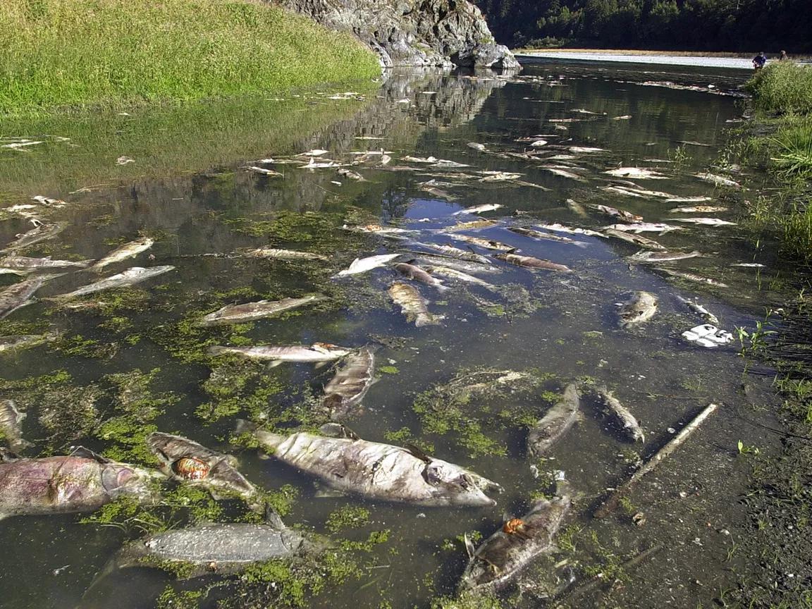 Fish carcasses float near the surface of a river