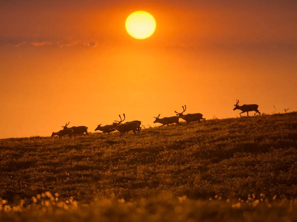 A herd of caribou running across a grassy field as the sun sets in Alaska