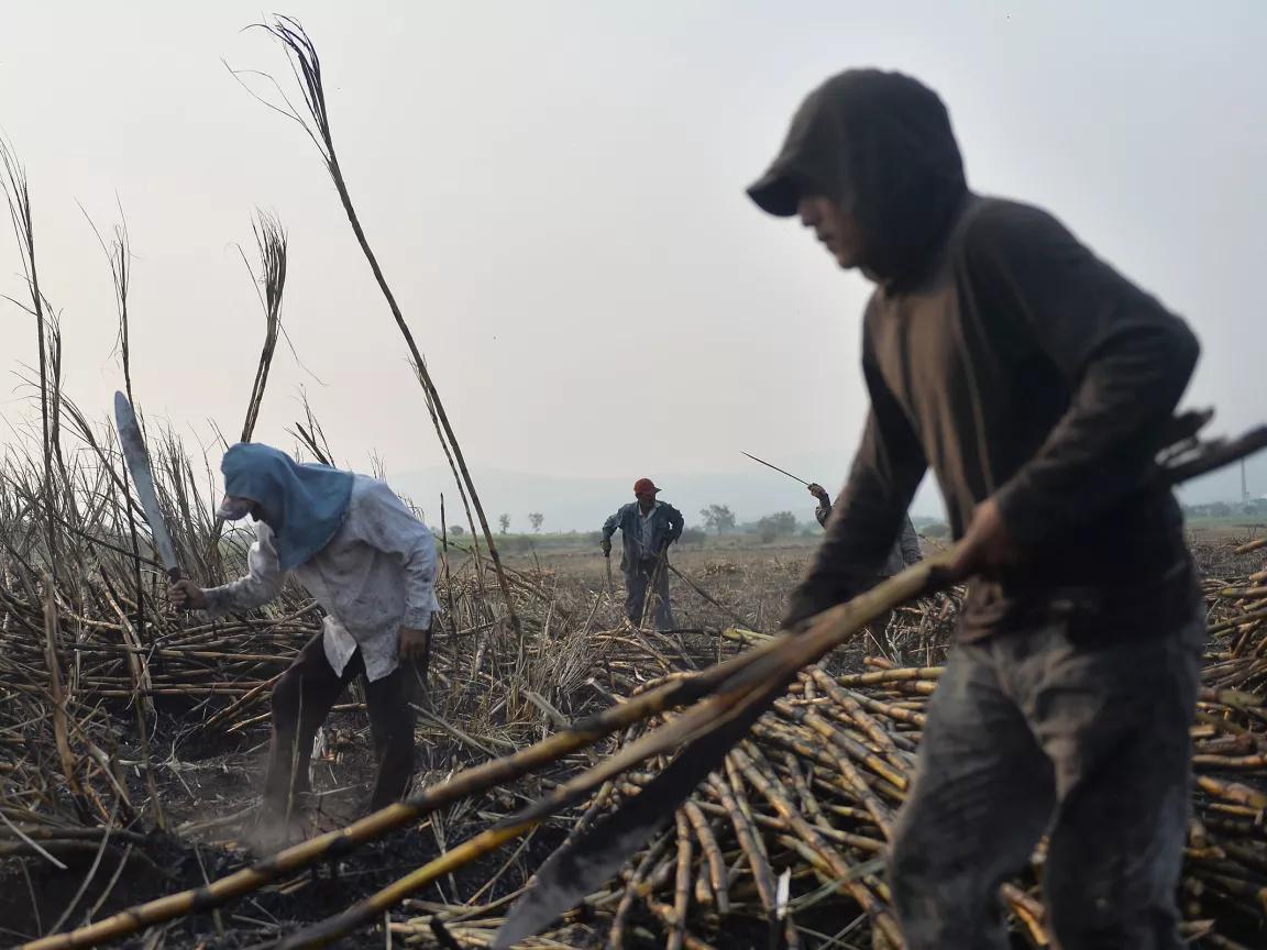 Workers in headcoverings in a lerge field cutting sugarcane