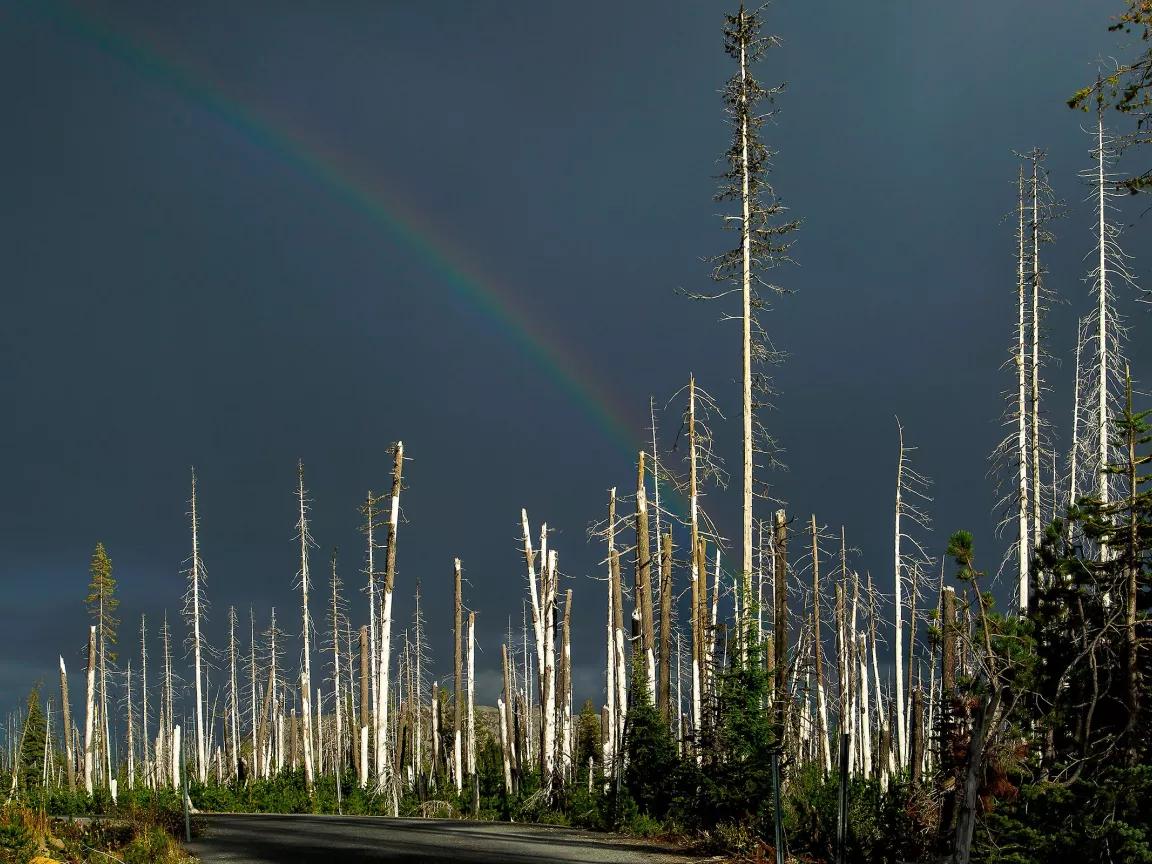 Burned and bare tree trunks stand in front of a dark rainbow in the background.