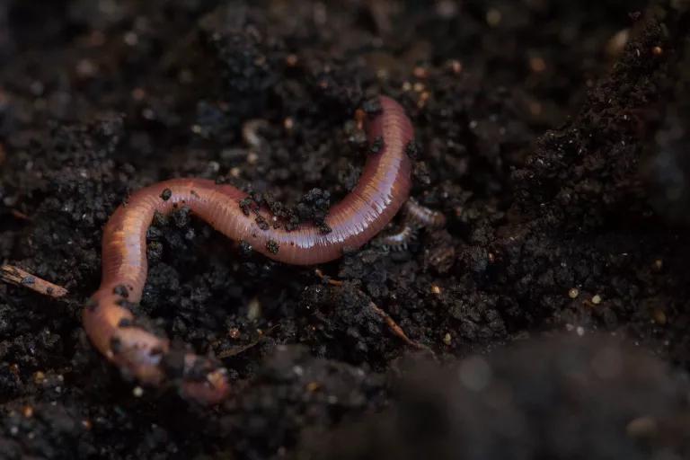 A worm in a vermicomposting bin.Several different species of worms such as Canadian nightcrawlers, red wigglers or earthworms are excellent at decomposing organic waste products and turning food scraps, paper or yard waste into compost as beneficial soil amendments.