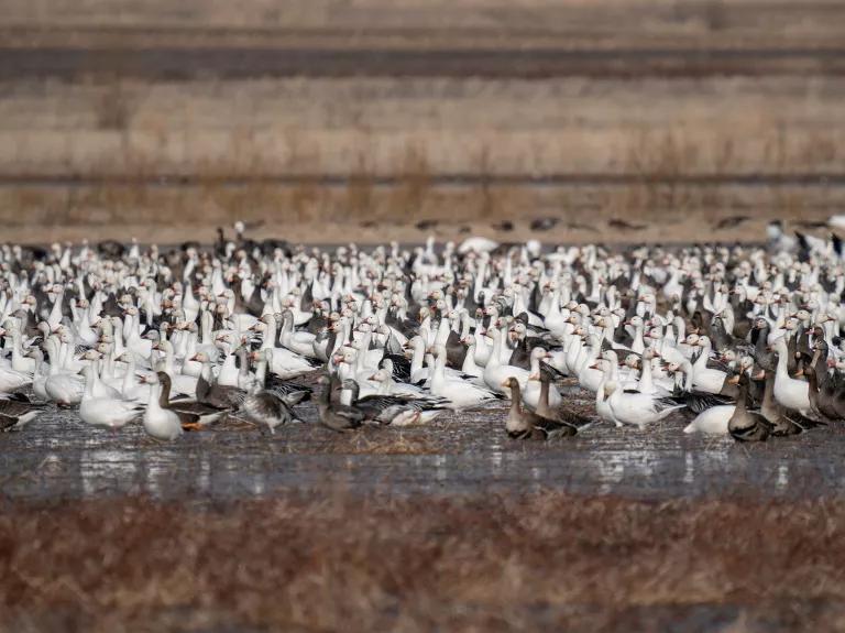 A large flock of birds in a grassy wetland
