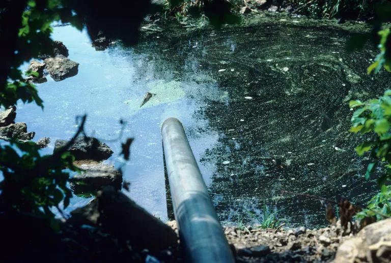 A large pipe runs into a small body of water with a slick green surface