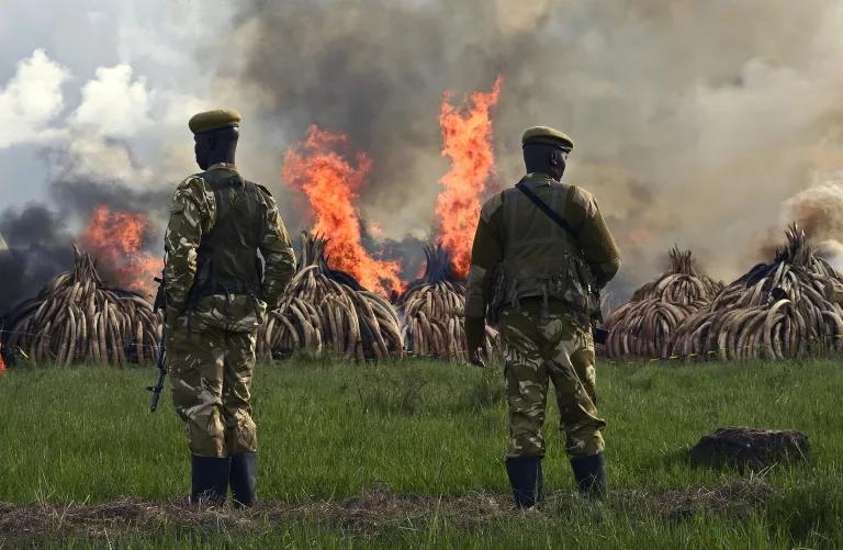 Two men in military fatigues watch as a flames rise from piles of tusks and horns