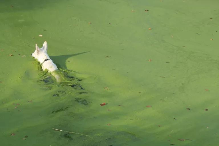 A dog swims through a thick layer of algae on the surface of water