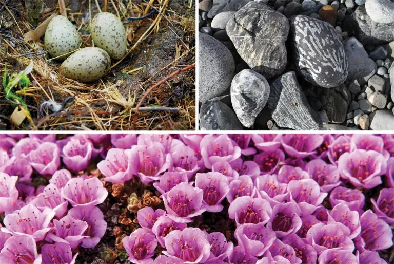 Top left, three small spotted eggs in the grass; top right, silver and gray rocks atop smaller pebbles; bottom, bright pink blooming flowers