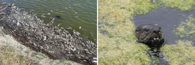 At left, dozens of dead fish float near the edge of a bdy of water; at right, an otter peers out of the water with clumps of algae floating on the surface