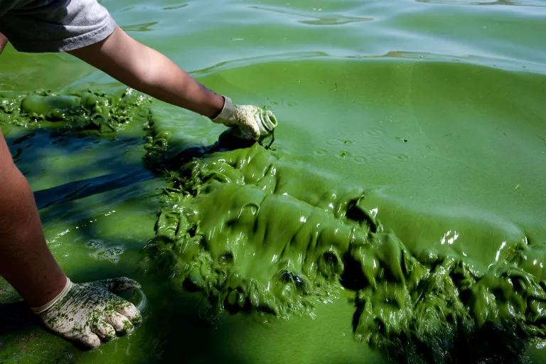 A person reaches out to collect a sample of thick green water