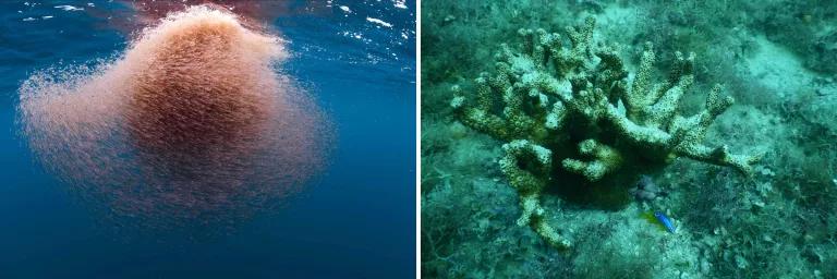 A diptych image showing a swarm of krill in blue water on the left, and a green-colored coral on the right
