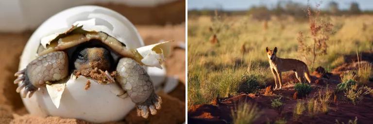 A diptych image showing desert tortoise emerging from an egg on the left, and a dingo standing on a grassy plain on the right