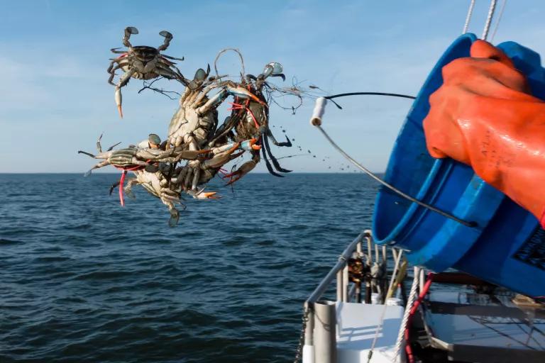 Four crabs in the air as they come out of a blue bucket that is being held by a red-gloved hand with an ocean backdrop