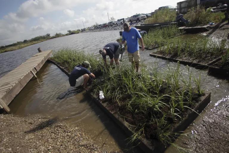 Three workers stand in shallow water on a shoreline bending down to a rectangular platform with grasses growing in it