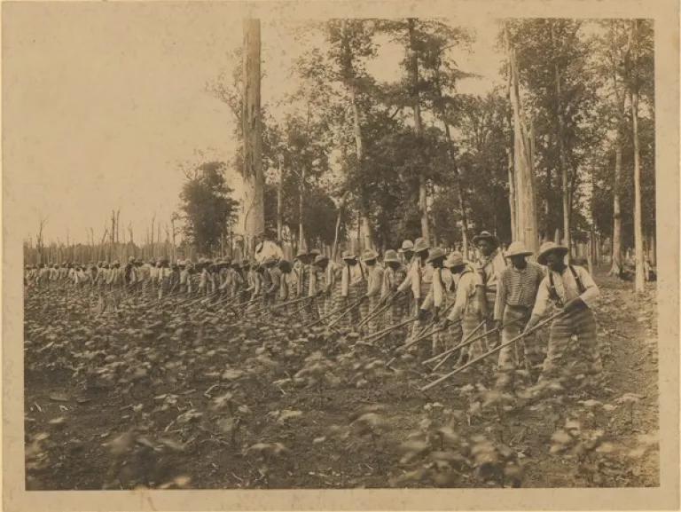 Prisoners at Parchman hoeing in a field in the early 20th century