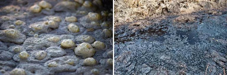 A diptych showing yellowish bubble rising on a gray surface on the left, and a dark gray muck on open ground on the right