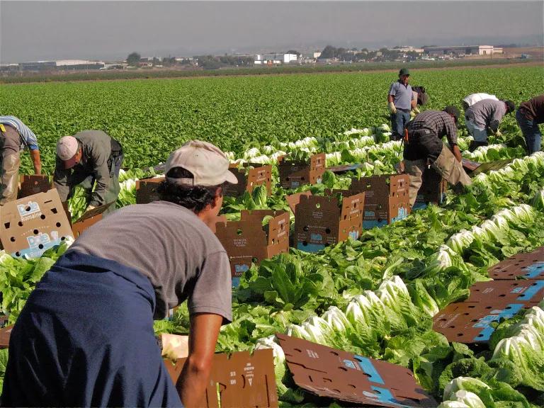 people bent over near boxes of lettuce in a field