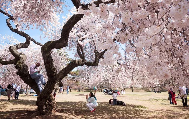A woman stoops on the ground to photograph a large flowering cherry tree with white petals