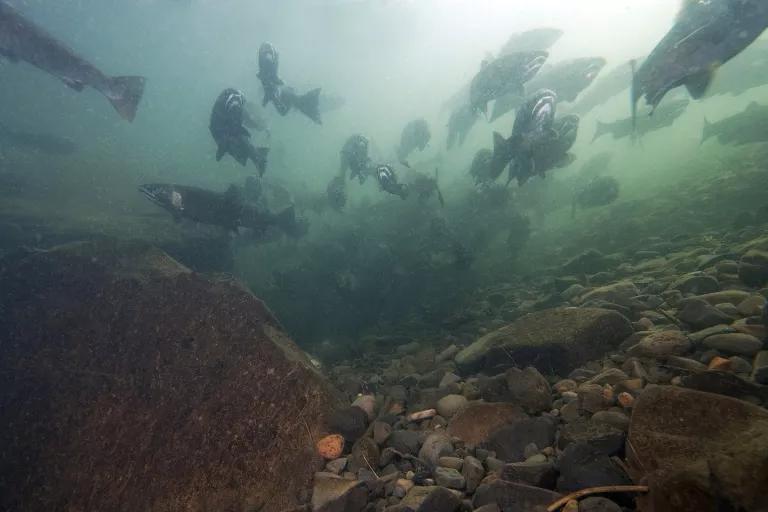 An underwater view of a school of fish