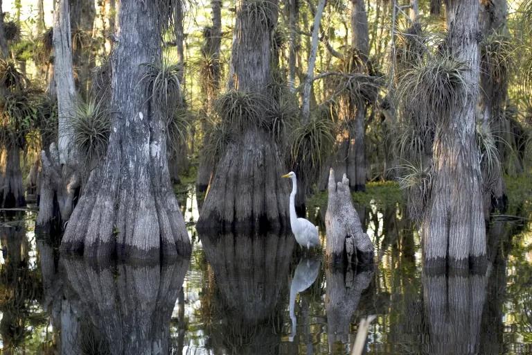 An egret stands in shallow water among tall trees