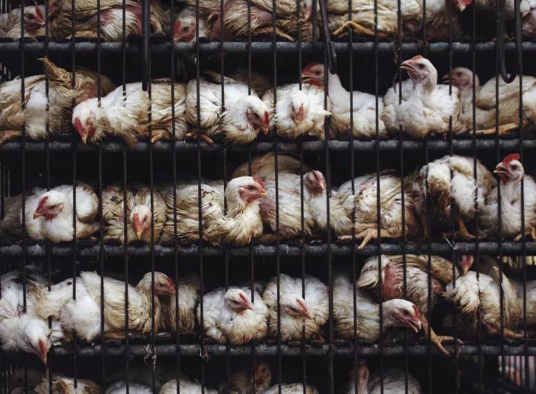 Chickens sit in cages that are stacked on top of each other
