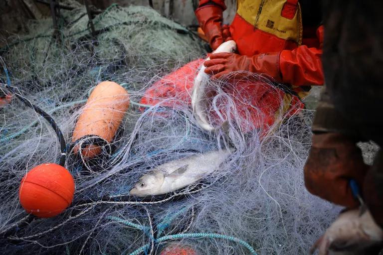 A person in orange fishing gear removes fish from a net