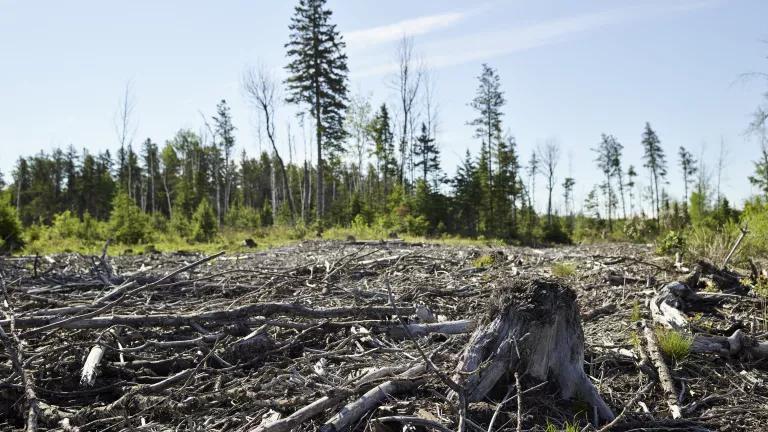 An image of boreal clearcut logging