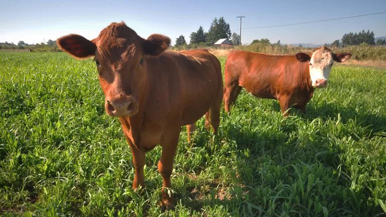Cows grazing cover crops