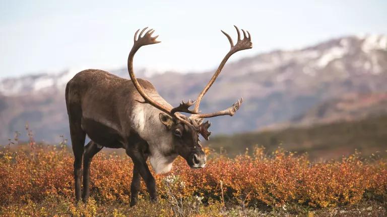 A caribou stands with a mountain in the background
