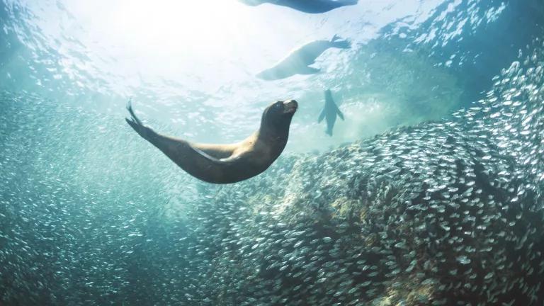 Sea lions swim near the surface on water with sunrays beaming down