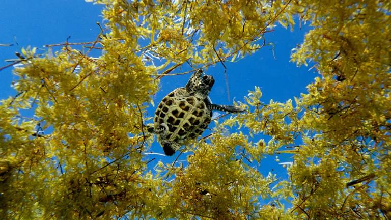 A turtle swims underwater in between branches of golden coral