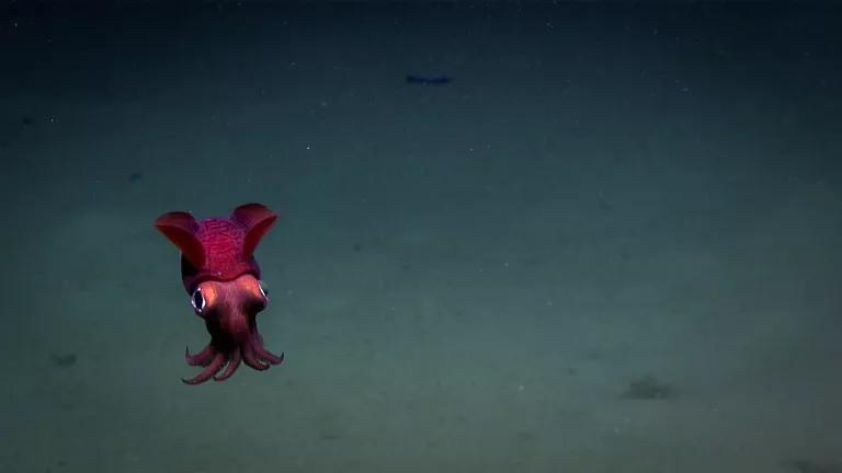 A bobtail - red colored squid