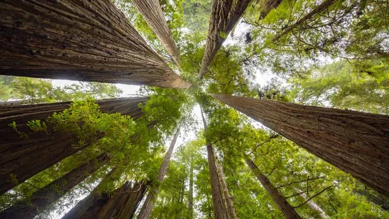 A low angle view looking upward at towering giant sequoia trees