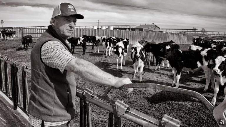 A man stands outside of a fenced area where cattle are standing