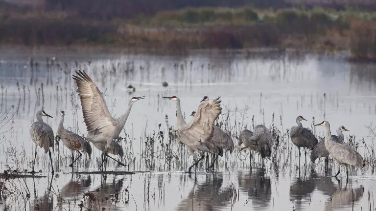 Sandhill cranes gather and spread their wings in a shallow waterbody