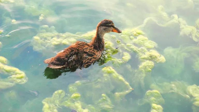 A duck swims in still water with large greenn growths visible just below the surface
