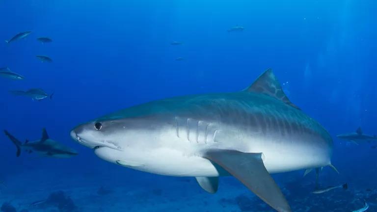 A tiger shark swims in deep blue water
