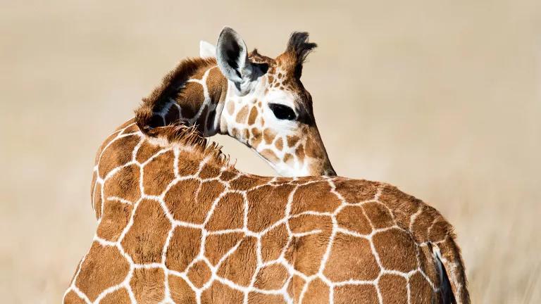 A giraffe turns its neck to look backward