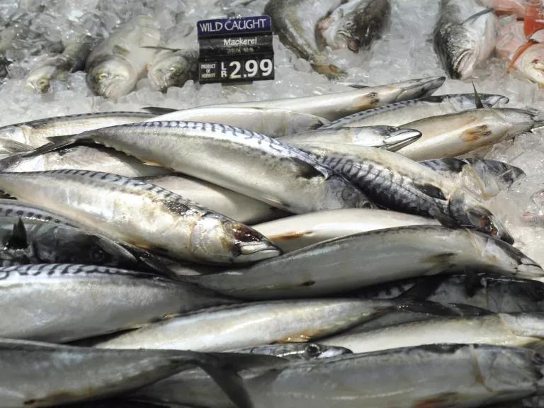 A stack of mackerel on ice in a market display