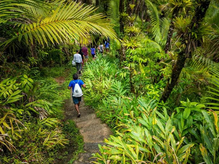 Hikers walking through a path of a tropical forest