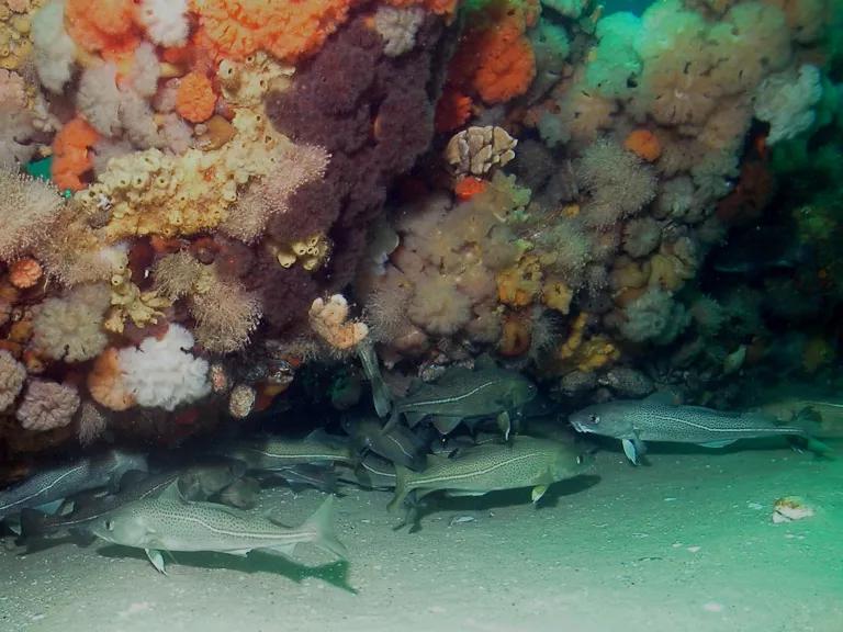 Atlantic cod fish swim beneath a colorful wall of corals