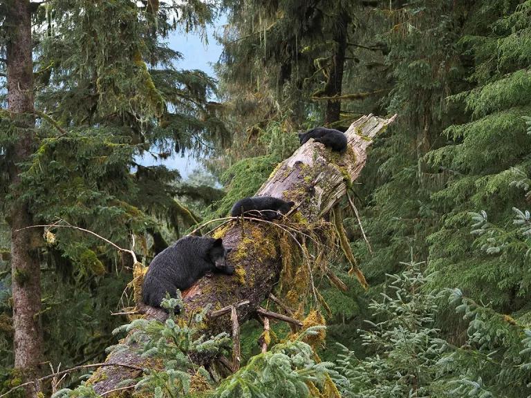 An adult bear and two small cubs rest on a large fallen tree.