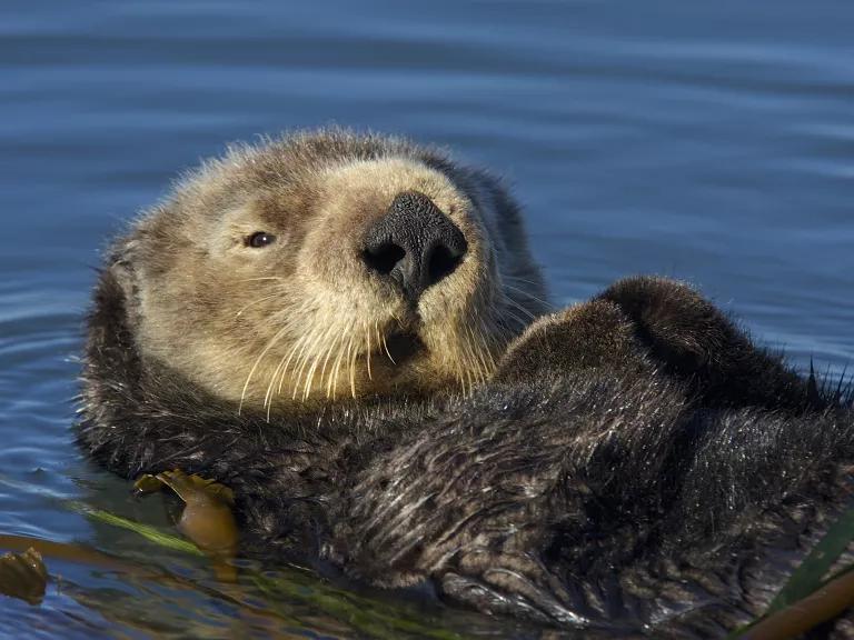 A sea otter floating on its back in Morro Bay, California.