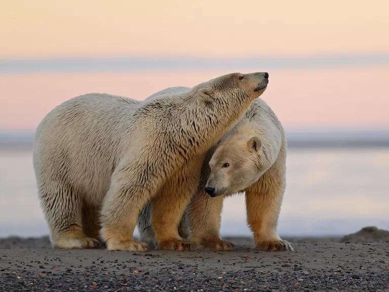 Two polar bears standing close together on a pebble beach during sunset