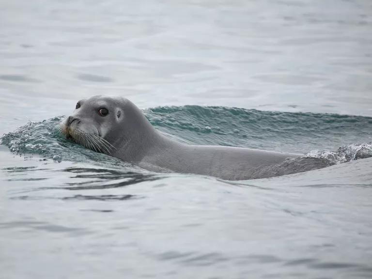 A bearded seal swimming in arctic waters