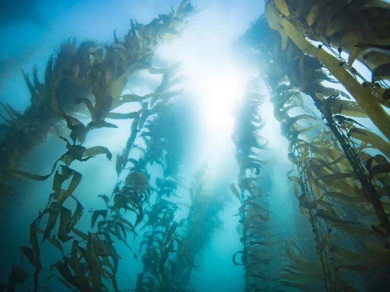 Stems of kelp stretch up toward the surface of water