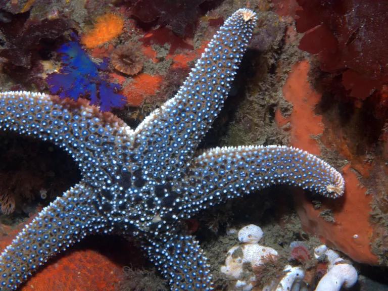 A gray-colored sea star on an orange coral