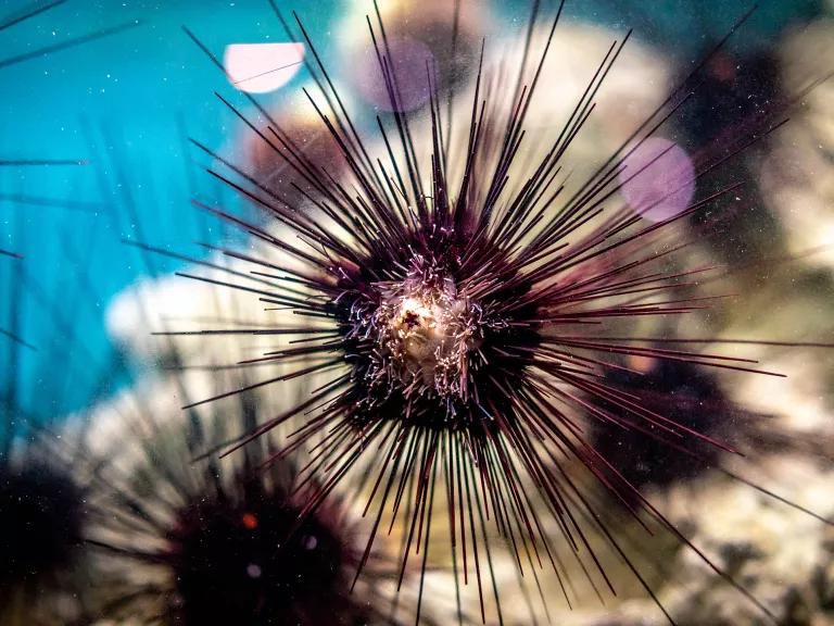 A dark-colored sea urchin, with what appear to be long, thin needles stretching out from its center