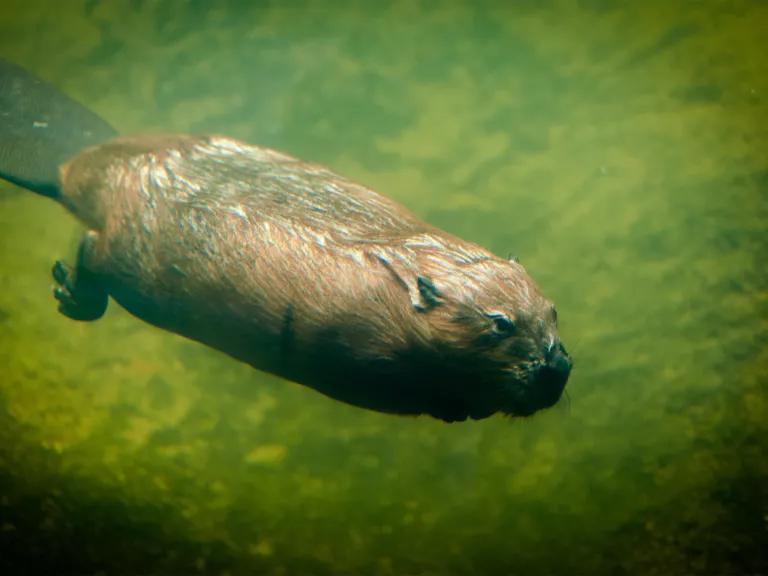 A beaver swims underwater