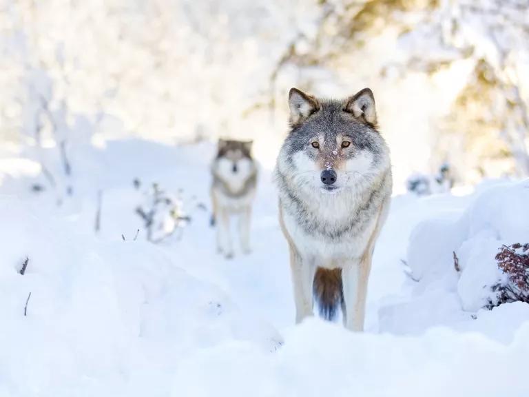 Two gray wolves stand in a snowy clearing